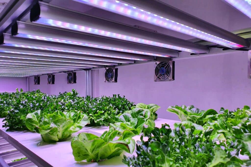 A special room equipped for growing plants in good conditions- perfect for plant growing business